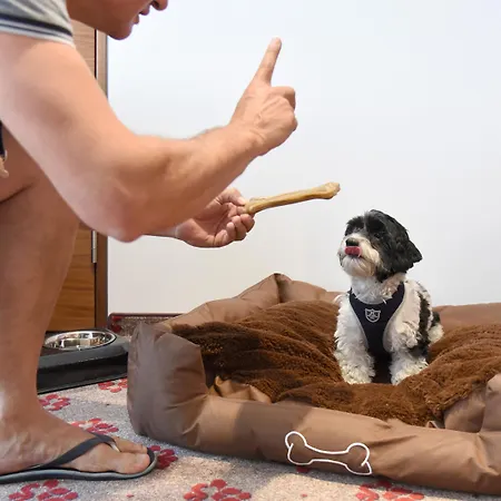 Amedia Plaza Dresden, Trademark Collection By Wyndham Dresden